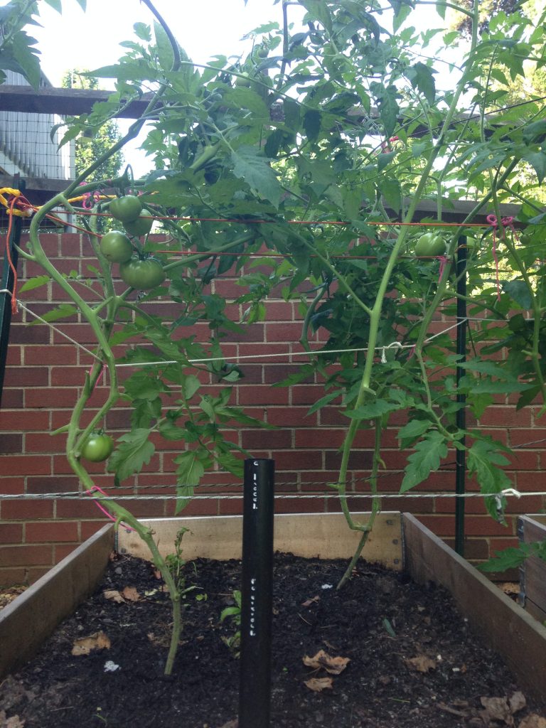 Tomatoes in raised bed