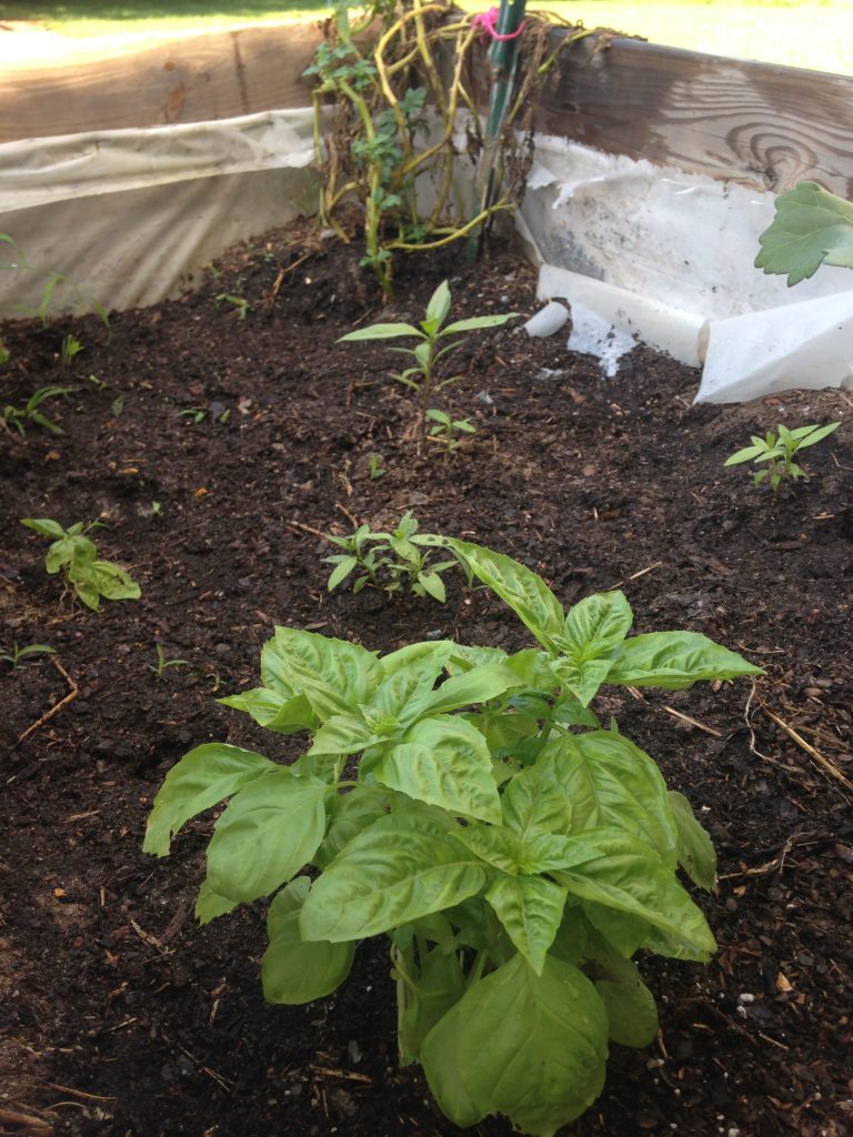 basil, milkweed, and potatoes in raised bed