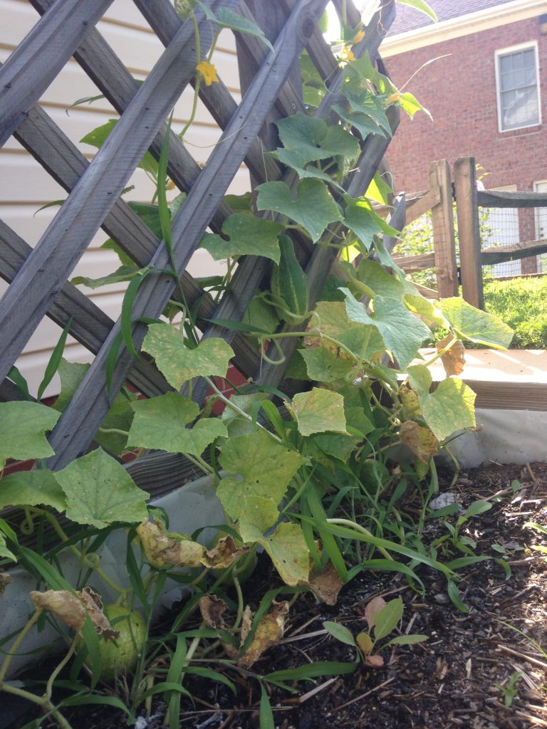 cucumber growing on trellis