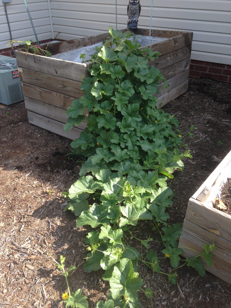 Cantaloupe growing out of raised bed