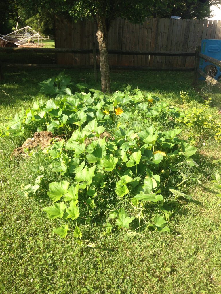 Pumpkins growing out of compost pile