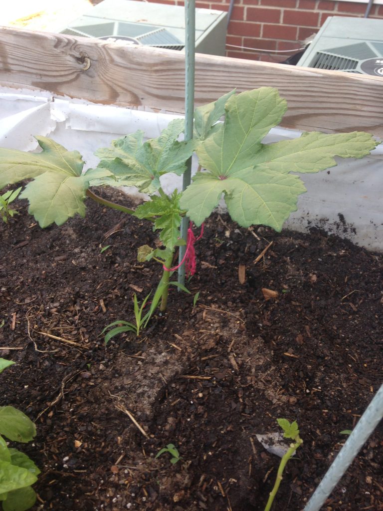 okra grown in raised bed