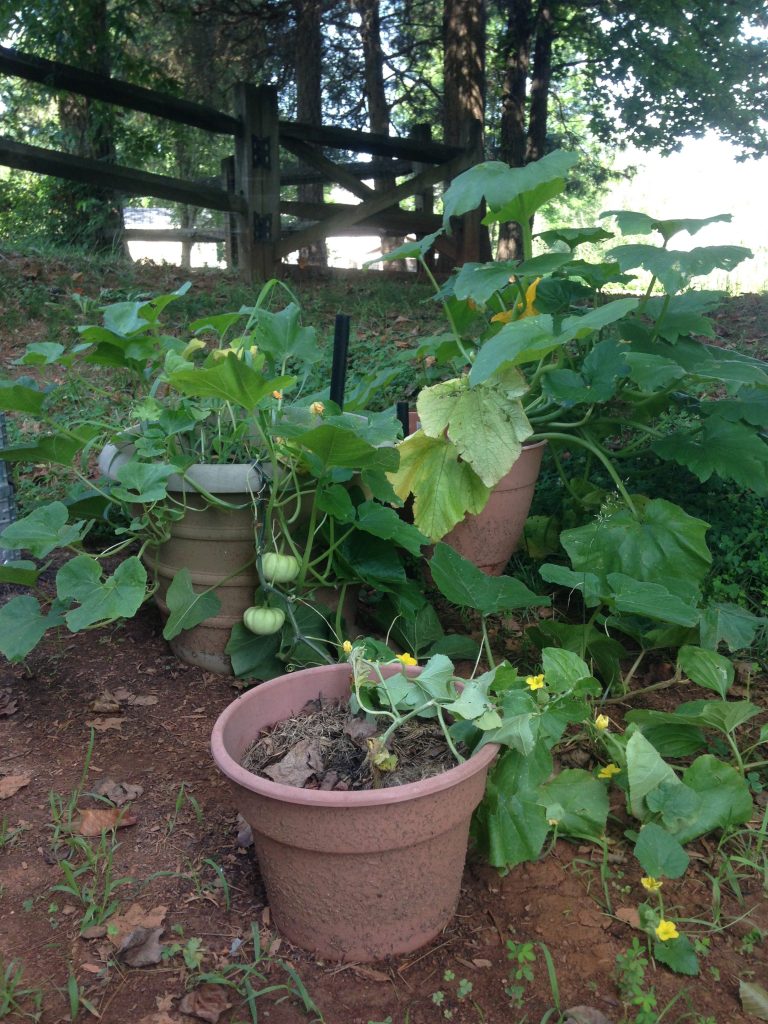 Zucchini, pumpkins, cantaloupe in container garden